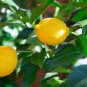 ヒメ日記 2025/06/21 02:50 投稿 レモン Club Hearts