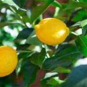 ヒメ日記 2025/08/22 16:35 投稿 レモン Club Hearts