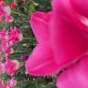 ヒメ日記 2025/05/16 07:13 投稿 東条 いちか エレガンス(福島)