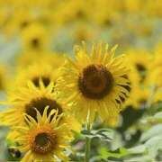 ヒメ日記 2025/08/24 06:24 投稿 東条 いちか エレガンス(福島)