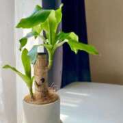 ヒメ日記 2025/11/29 20:12 投稿 めぐむ みつらん鉄道