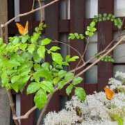 ヒメ日記 2025/12/07 21:04 投稿 めぐむ みつらん鉄道