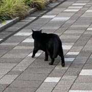 ヒメ日記 2025/12/17 19:04 投稿 めぐむ みつらん鉄道