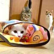 ヒメ日記 2025/12/18 16:48 投稿 めぐむ みつらん鉄道