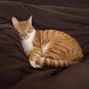 ヒメ日記 2026/02/03 22:54 投稿 めぐむ みつらん鉄道