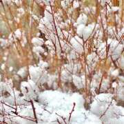 ヒメ日記 2026/02/08 14:34 投稿 めぐむ みつらん鉄道