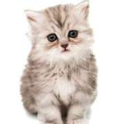 ヒメ日記 2026/02/20 23:27 投稿 めぐむ みつらん鉄道