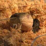 ヒメ日記 2025/11/29 19:59 投稿 ふたば【幼顔のF乳美女】 STELLA TOKYO－ステラトウキョウ－