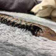 ヒメ日記 2026/01/15 05:02 投稿 ふたば【幼顔のF乳美女】 STELLA TOKYO－ステラトウキョウ－