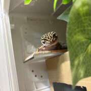 ヒメ日記 2026/02/03 05:53 投稿 ふたば【幼顔のF乳美女】 STELLA TOKYO－ステラトウキョウ－