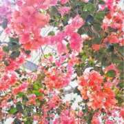 ヒメ日記 2026/03/22 17:37 投稿 咲ようこ 彩タマンサ（埼玉ハレ系）