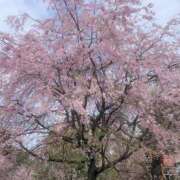 ヒメ日記 2026/03/28 23:18 投稿 咲ようこ 彩タマンサ（埼玉ハレ系）