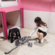 ヒメ日記 2026/03/28 17:11 投稿 ここあ まじらぶ！