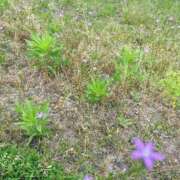 ヒメ日記 2025/05/17 13:38 投稿 ☆ありす☆18歳 ◆プラウディア◆AAA級素人娘在籍店