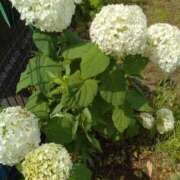 ヒメ日記 2025/06/13 09:23 投稿 鴨打 MadameRest(マダムレスト)