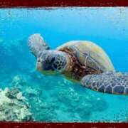 ヒメ日記 2025/08/14 07:44 投稿 鴨打 MadameRest(マダムレスト)