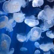 奥平　ももね 変更のお知らせ ベルサイユの薔薇