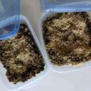 ヒメ日記 2025/07/27 22:21 投稿 綾 ラブハート