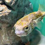 ヒメ日記 2025/07/28 16:52 投稿 かなみ 天使のゆびさき 船橋店(カサブランカグループ)