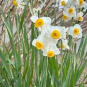 ヒメ日記 2025/08/15 14:22 投稿 かなみ 天使のゆびさき 船橋店(カサブランカグループ)