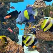 ヒメ日記 2025/08/17 22:06 投稿 かなみ 天使のゆびさき 船橋店(カサブランカグループ)