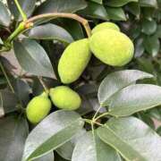 ヒメ日記 2025/08/20 23:34 投稿 かなみ 天使のゆびさき 船橋店(カサブランカグループ)