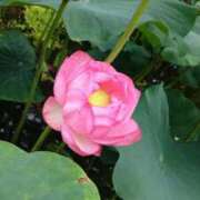 ヒメ日記 2025/08/21 17:40 投稿 かなみ 天使のゆびさき 船橋店(カサブランカグループ)