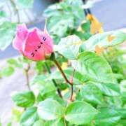 ヒメ日記 2025/09/12 01:02 投稿 かなみ 天使のゆびさき 船橋店(カサブランカグループ)