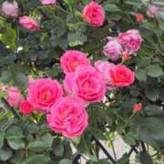 ヒメ日記 2025/11/15 17:20 投稿 かなみ 天使のゆびさき 船橋店(カサブランカグループ)