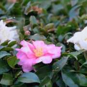 ヒメ日記 2026/01/06 22:18 投稿 かなみ 天使のゆびさき 船橋店(カサブランカグループ)