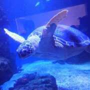 ヒメ日記 2026/01/08 12:46 投稿 かなみ 天使のゆびさき 船橋店(カサブランカグループ)