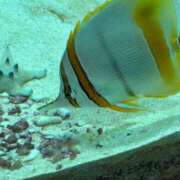 ヒメ日記 2026/01/22 22:24 投稿 かなみ 天使のゆびさき 船橋店(カサブランカグループ)