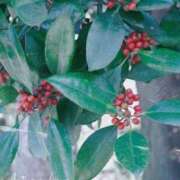 ヒメ日記 2026/02/14 00:42 投稿 かなみ 天使のゆびさき 船橋店(カサブランカグループ)