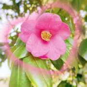 かなみ 2/25  Yさま お礼? おすすめストレッチ試してね? 天使のゆびさき 船橋店(カサブランカグループ)