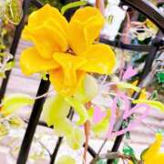 ヒメ日記 2026/03/26 02:58 投稿 かなみ 天使のゆびさき 船橋店(カサブランカグループ)