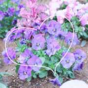 ヒメ日記 2026/04/03 00:36 投稿 かなみ 天使のゆびさき 船橋店(カサブランカグループ)