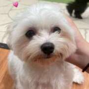 SEIRA 休日💕 さくらん東京