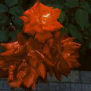 ヒメ日記 2025/07/13 17:21 投稿 りず an_an（アンアン）