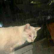 ヒメ日記 2025/08/24 20:24 投稿 りず an_an（アンアン）