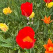 ヒメ日記 2026/04/17 07:08 投稿 みぃ ハピネス＆ドリーム福岡