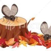 ミヨ 残暑 人妻生レンタル