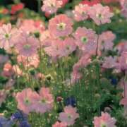 ヒメ日記 2025/06/10 03:00 投稿 ひみつ 京都デリヘル倶楽部FIRST