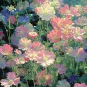 ヒメ日記 2025/06/14 05:00 投稿 ひみつ 京都デリヘル倶楽部FIRST