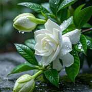 ヒメ日記 2025/06/16 23:02 投稿 ひみつ 京都デリヘル倶楽部FIRST