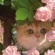 ヒメ日記 2025/06/17 16:45 投稿 ひみつ 京都デリヘル倶楽部FIRST