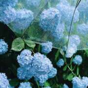 ヒメ日記 2025/07/03 23:06 投稿 ひみつ 京都デリヘル倶楽部FIRST