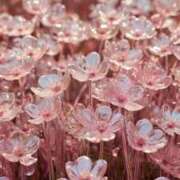 ヒメ日記 2025/09/24 23:48 投稿 ひみつ 京都ホテヘル倶楽部