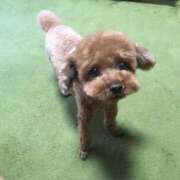 ヒメ日記 2025/08/06 08:35 投稿 りんな DANKAN（ダンカン）