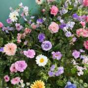 ヒメ日記 2026/05/02 00:56 投稿 せな MINT（ミント）