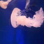 ヒメ日記 2025/05/21 18:00 投稿 うた 神田はっち